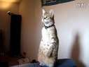 Standing Cat 2