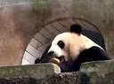 美生吃窝窝头和胡萝卜迅雷下载