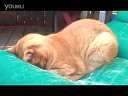 When Cats Pray