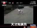 天才狗演员 打不赢就“装死”迅雷下载