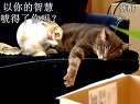小强你不能死啊!(悲催的猫兔版小强故事)迅雷下载