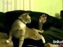 敏感带被抓到的猫猫