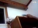 世界都不能阻止这只猫了迅雷下载