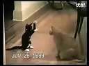 㲻Ц!ȫЦﱬЦƵ!!!
