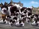 (Ц)Welcome to Kitty City