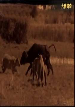 ��è����