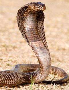 (������)��������