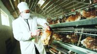 活禽市场检出H7N9禽流感迅雷下载